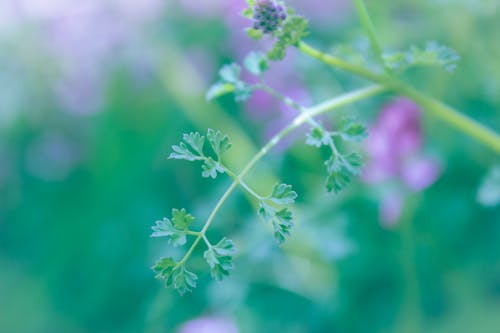 Immagine gratuita di foglie verde scuro, natura