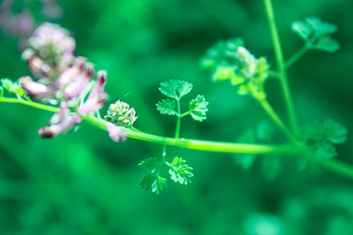 Immagine gratuita di fogliame, foglie verdi, natura