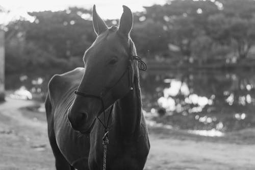 Darmowe zdjęcie z galerii z czarno-biały, fotografia zwierzęcia, koń
