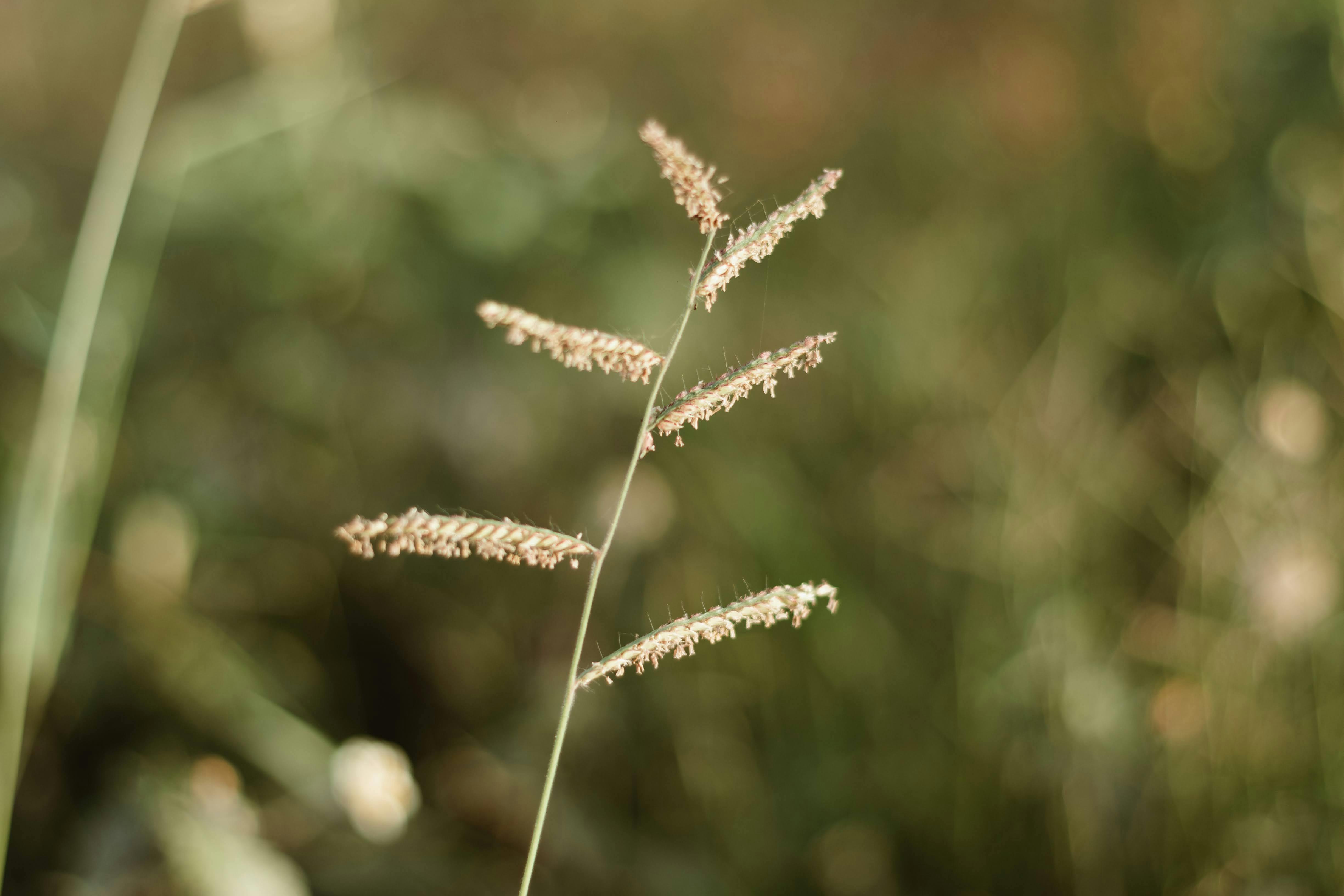 Plant Growth Stages Photos, Download The BEST Free Plant Growth Stages Stock Photos & HD Images
