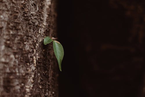 Free Leaves Growing on Tree Trunk Stock Photo