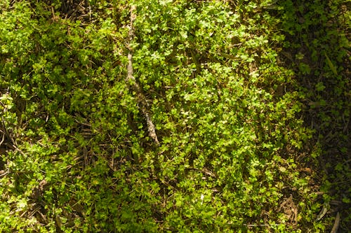 Close up of Green Bush