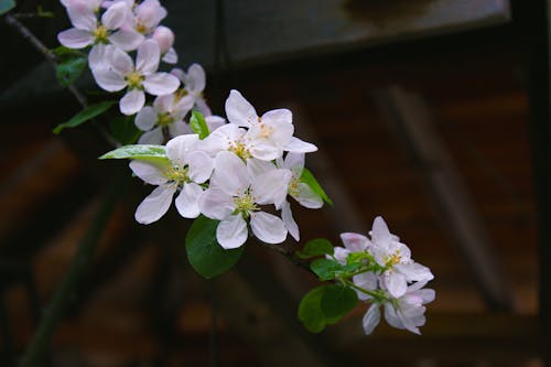 Immagine gratuita di boccioli, fiori primaverili, fotografia della natura