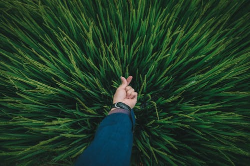 Arm of a Person Touching Blades of Tall Green Grass