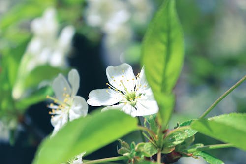 Immagine gratuita di boccioli, fiore, fogliame