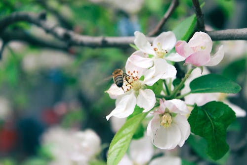 Immagine gratuita di ape, boccioli, fiori primaverili