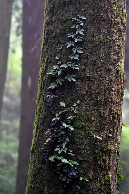 Plants Growing on a Tree Trunk