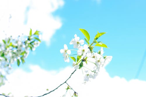 Immagine gratuita di chiaro cielo blu, fiori primaverili, natura