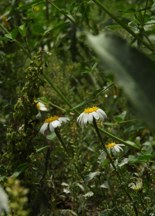 Chamomile Flowers Growing in the Grass