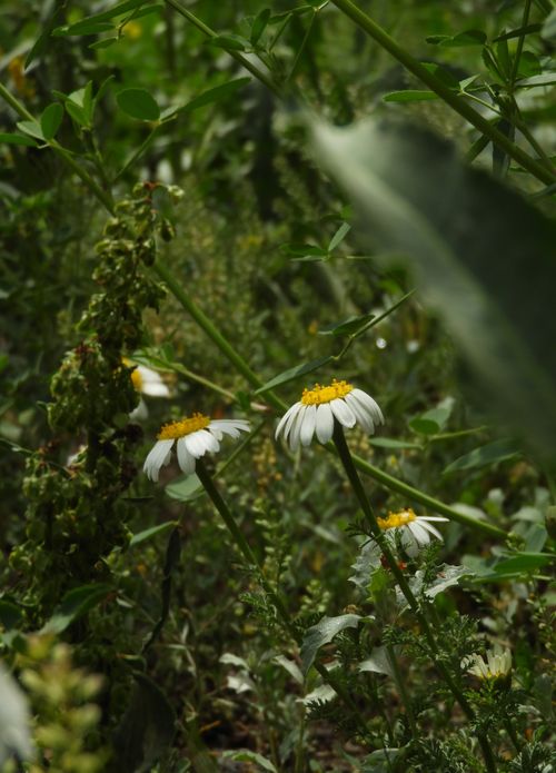 Free A close-up of wild chamomile flowers in a lush green meadow during summer. Stock Photo