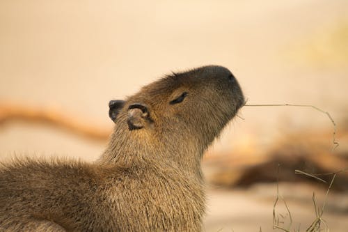 Capybara Chewing on a Grass Stalk