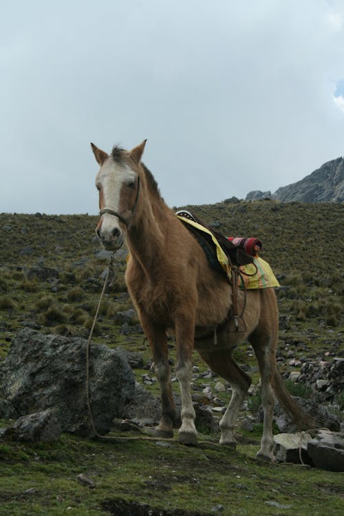 Fotos de stock gratuitas de brida, caballo, de pie