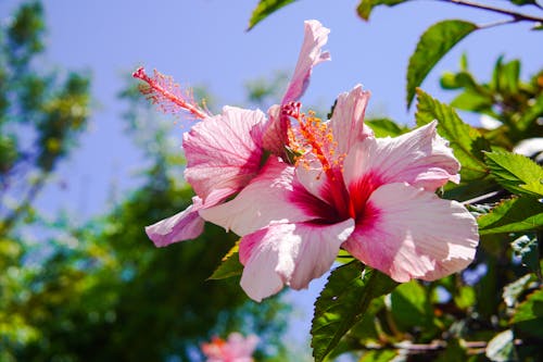 A Hibiscus Flower on a Tree