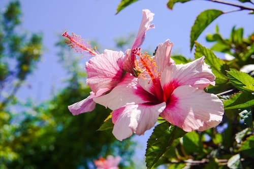 Free A Hibiscus Flower on a Tree Stock Photo