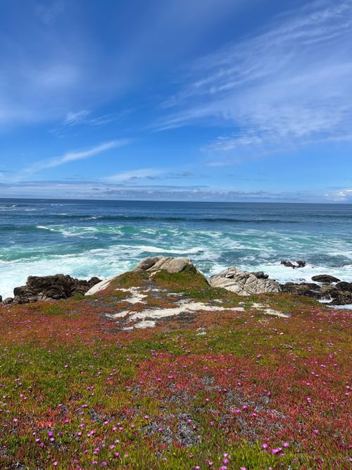 Free Flowers on a Shore Stock Photo