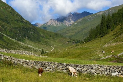 Cows on a Pasture in a Mountain Valley 