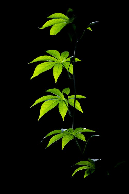 Close-up of Virginia Creeper Leaves on Black Background
