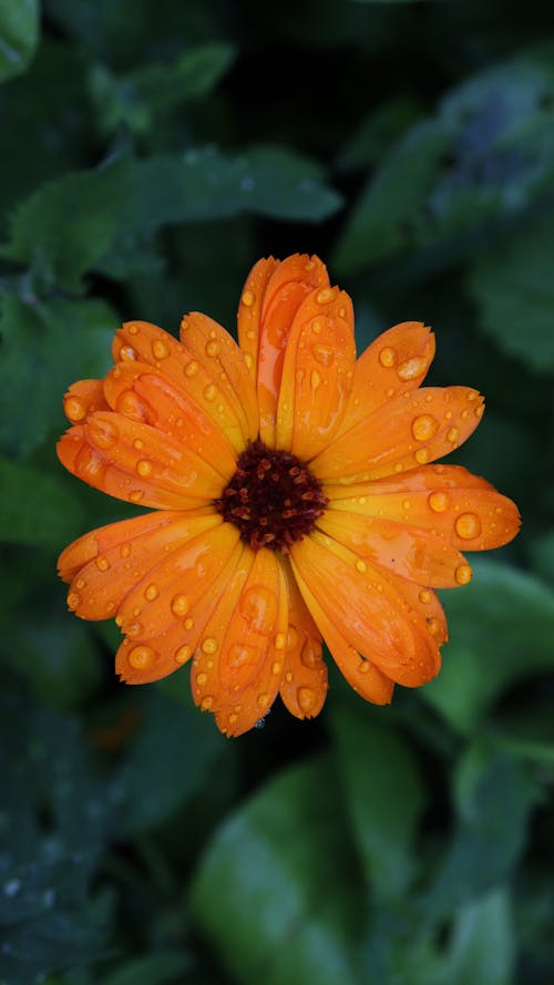 Free stock photo of flower, green, orange flower