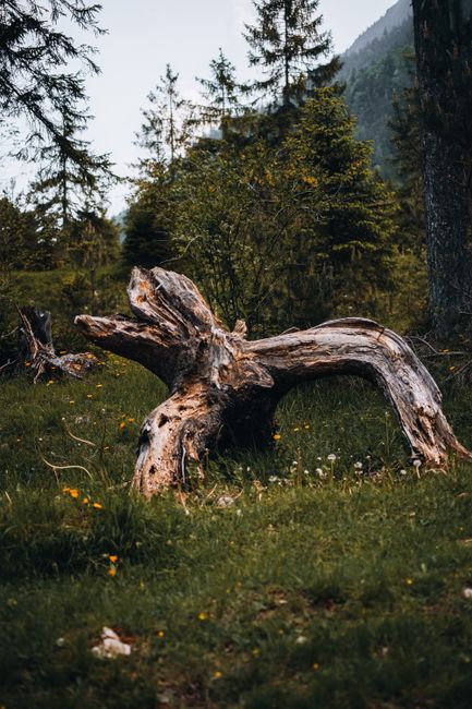 A rugged tree trunk amidst lush green foliage in Farchant, Bavaria, Germany.