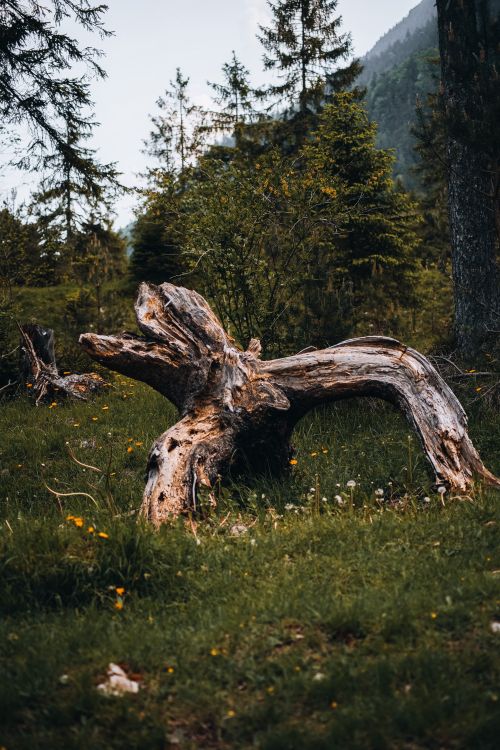 Free A rugged tree trunk amidst lush green foliage in Farchant, Bavaria, Germany. Stock Photo