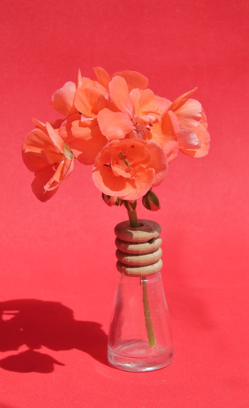 A Bunch of Pink Flowers in a Glass Vase on a Pink Background 