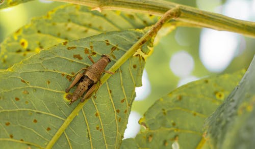 An Insect on a Leaf