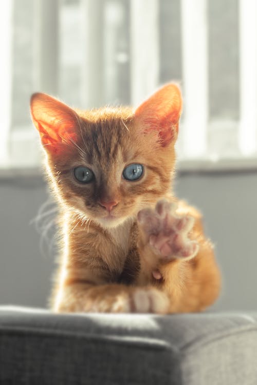 Close-up of a Ginger Kitten 