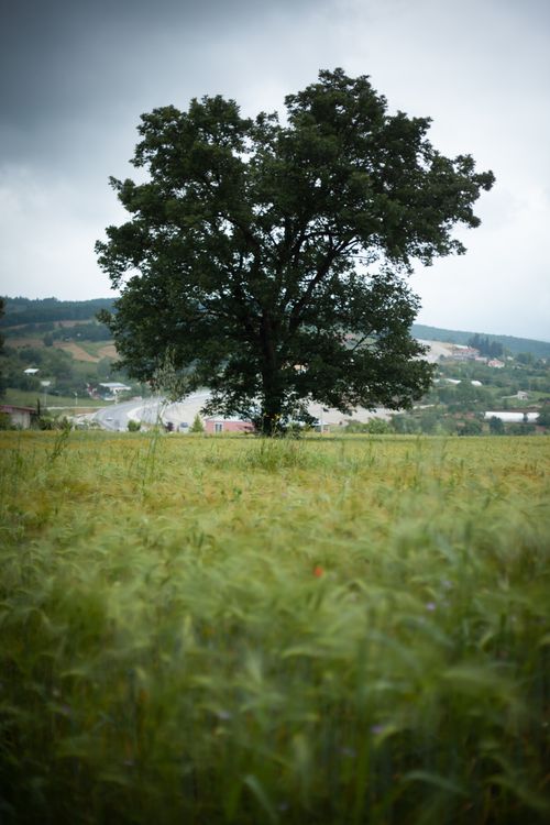 Free Solitary tree in a serene countryside field with lush grass and rolling hills under overcast skies. Stock Photo