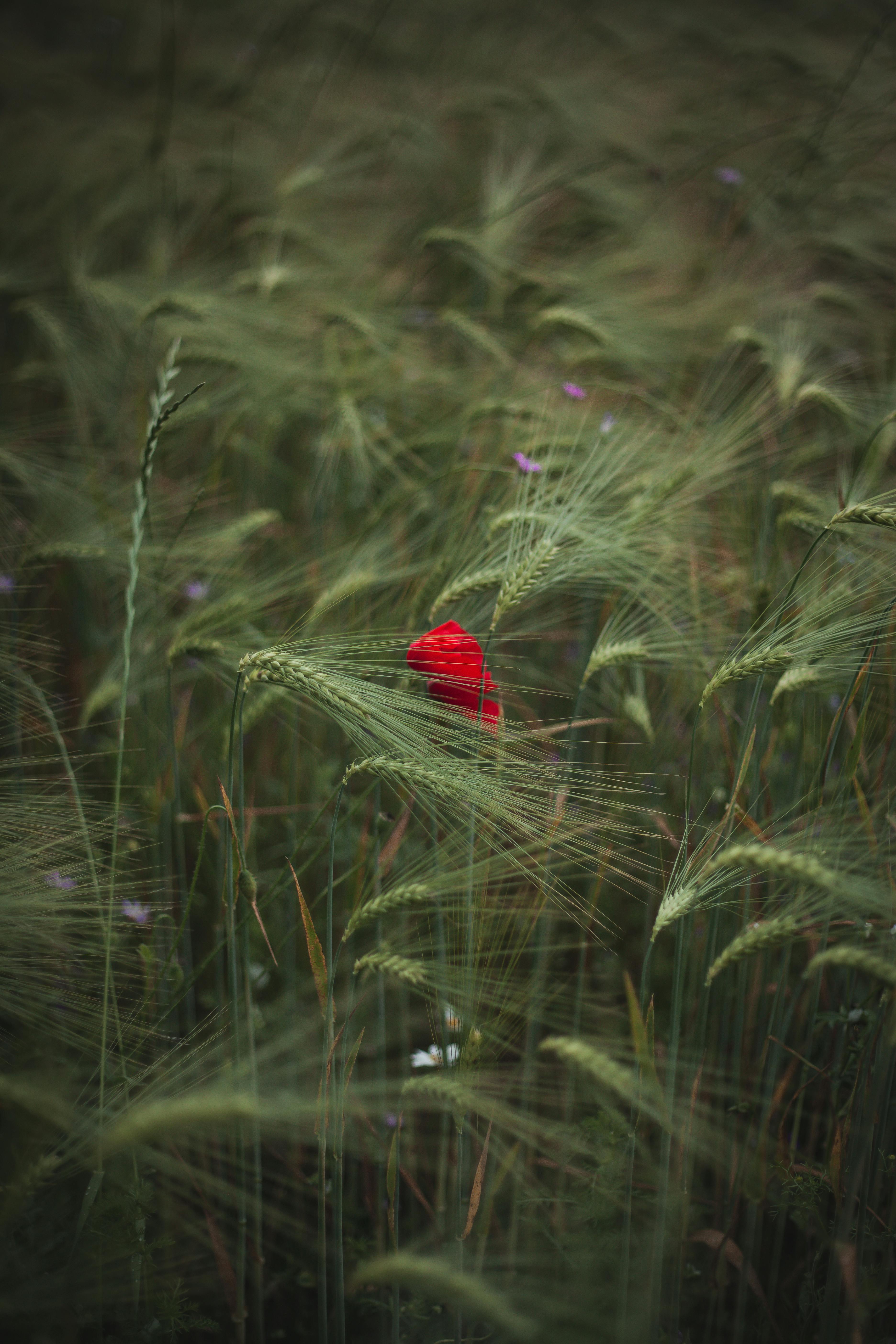 Solitary red poppy among lush green field grass under natural sunlight, embodying summer's tranquility.