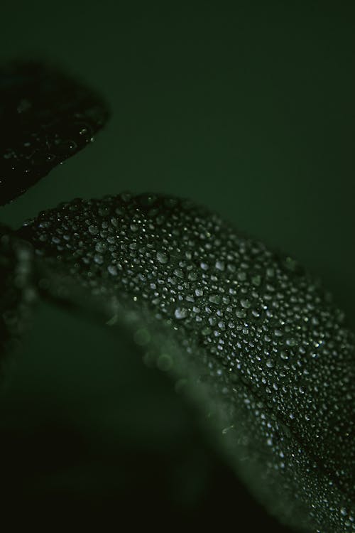 Free stock photo of dark green, dew, dewdrop