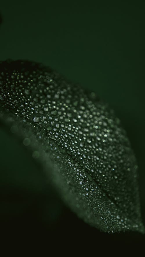 Gratis lagerfoto af bobler, fokus, grøn
