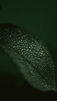 特写镜头中，覆盖着露珠的叶子展现了大自然的精致细节
