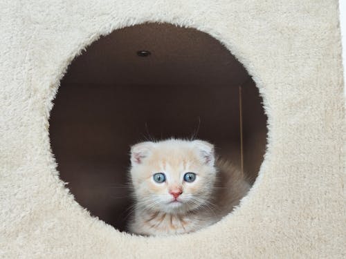 Cute Fluffy Kitten Sitting in Toy House