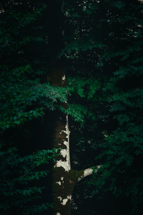 Fern Leaves in a Forest 