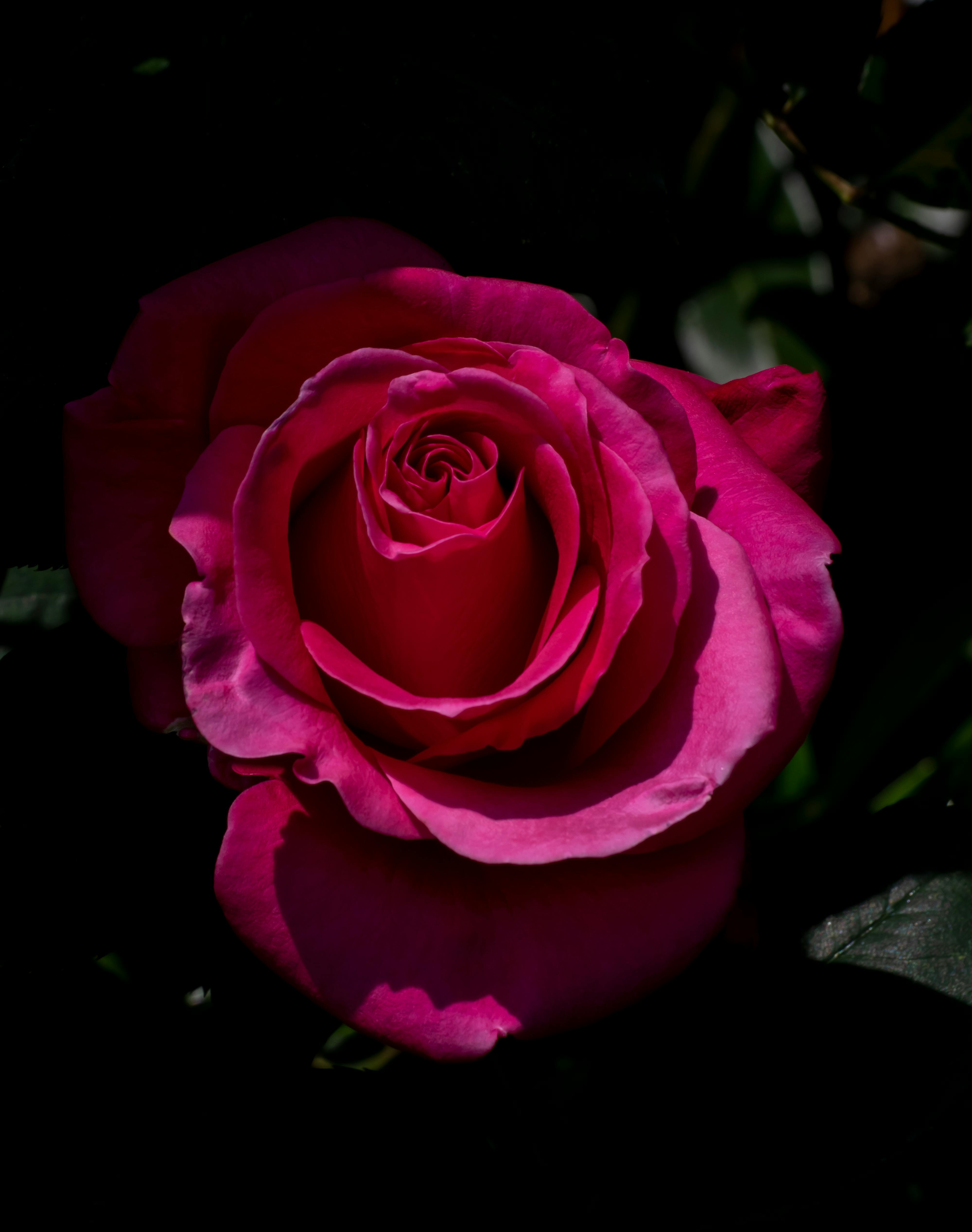 Closeup of Blooming Rose in Dark · Free Stock Photo