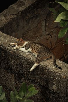 A serene scene of a cat sleeping on a stone wall amidst greenery, captured from above.