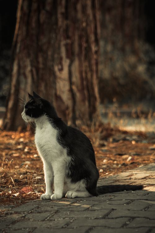 Free A black and white cat sitting on a sidewalk amidst autumn leaves in a park. Stock Photo