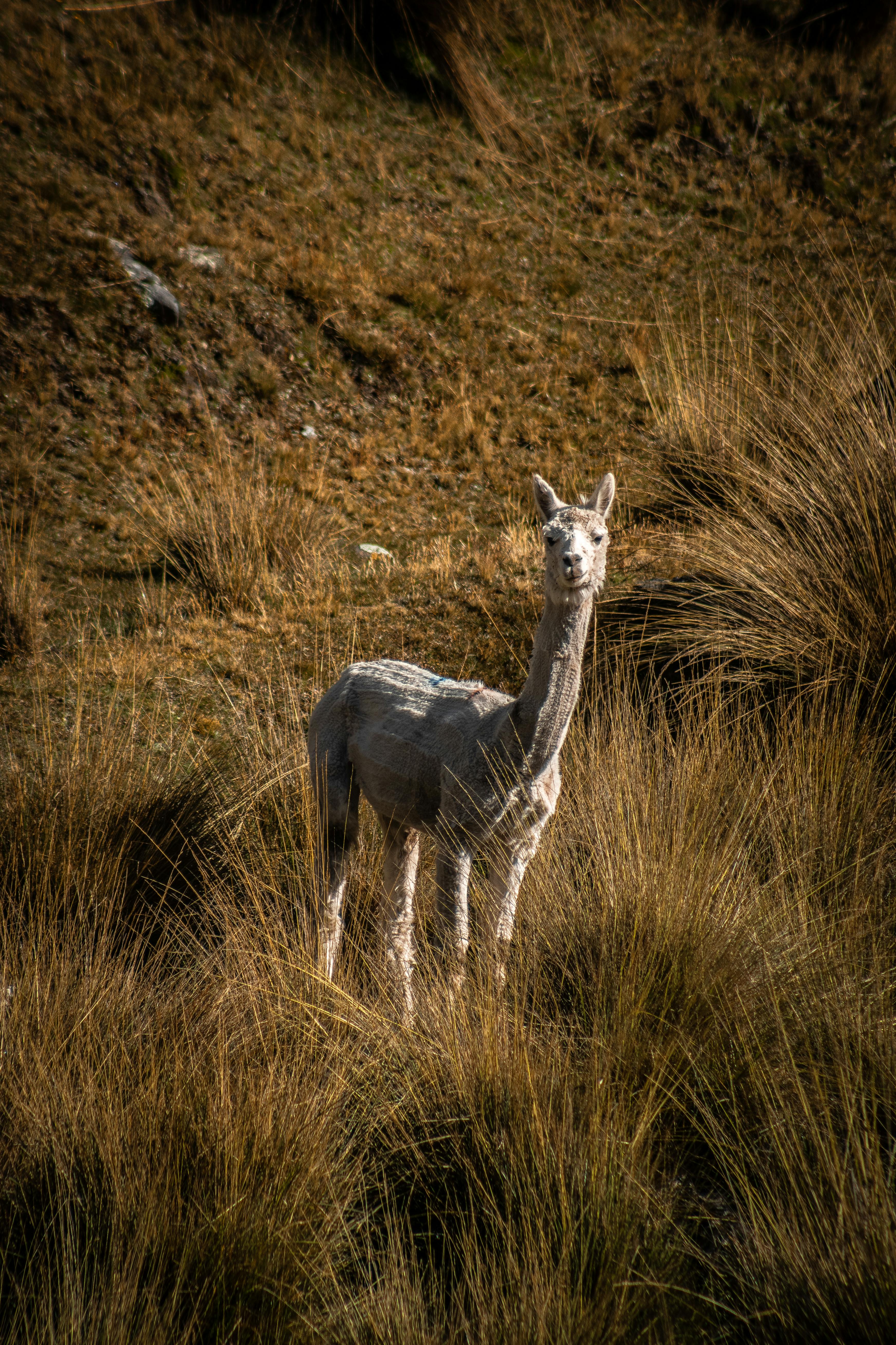 Alpaca stands amidst dry grasses in the rural landscapes of Tarma, Peru.