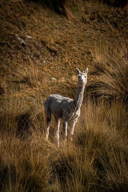 Alpaca stands amidst dry grasses in the rural landscapes of Tarma, Peru.
