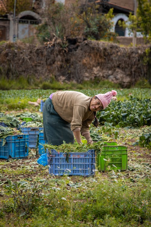 Farmer Picking Vegetables in the Field