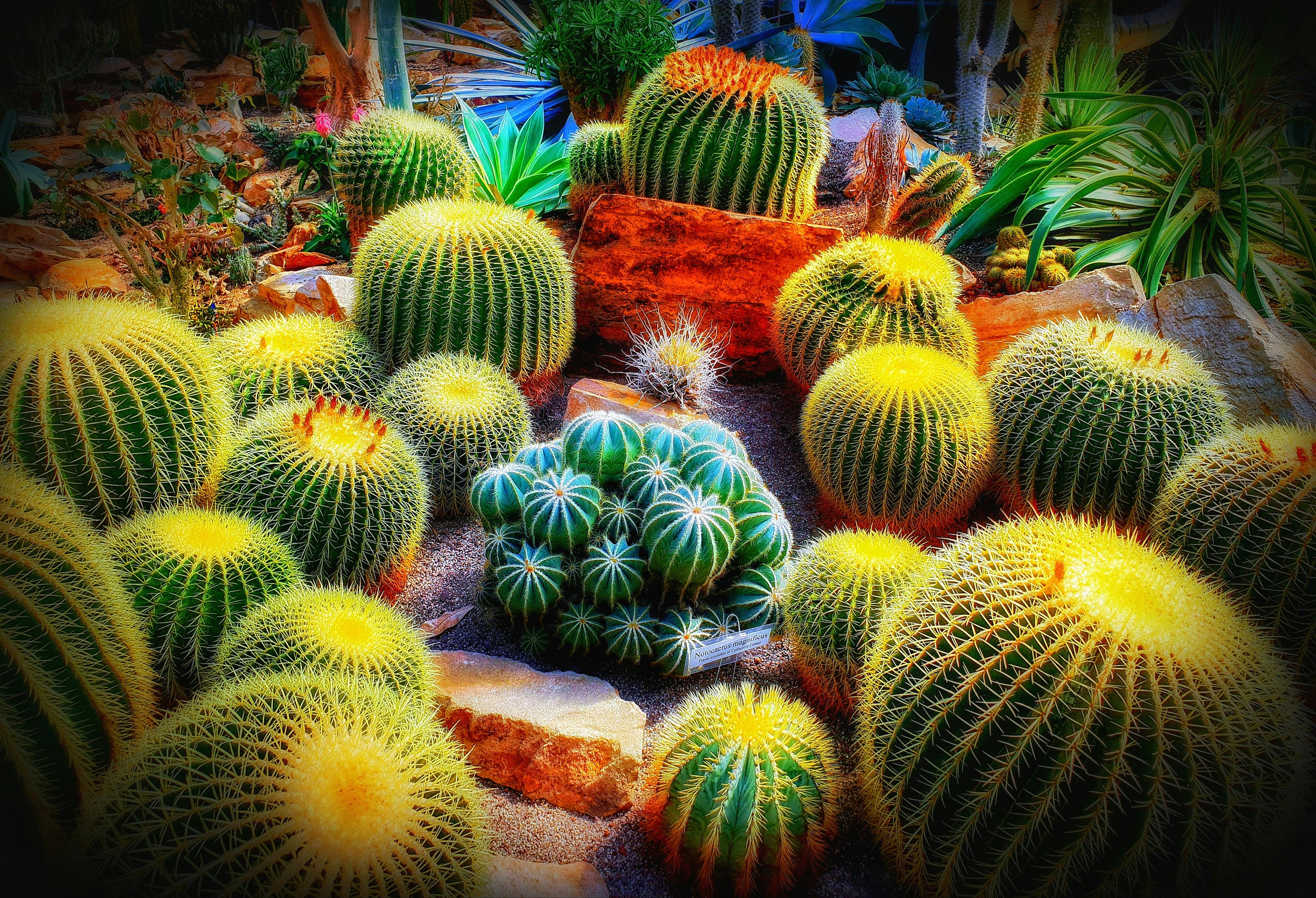 Free stock photo of cacti, cactus, cactus garden