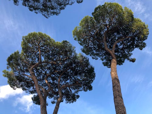 Low Angle Shot of Stone Pines on the Background of Blue Sky