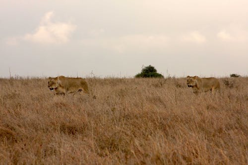Foto profissional grátis de leão, nairobi, parque natural
