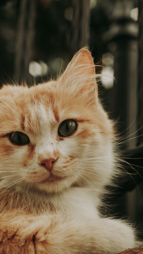 Free A serene close-up of a ginger cat with green eyes gazing calmly outdoors. Stock Photo