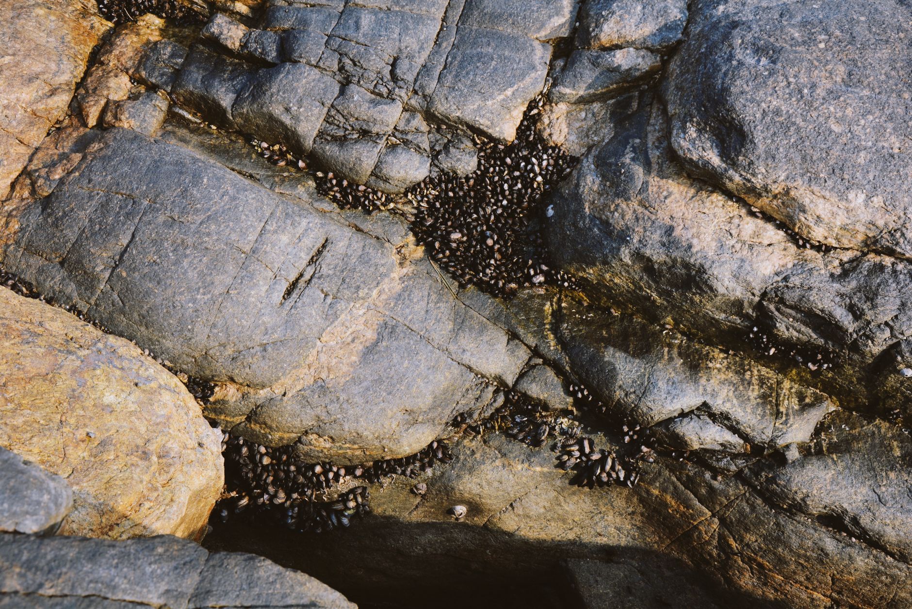 Close-up of rugged natural rock textures found along the South Korean coastline.