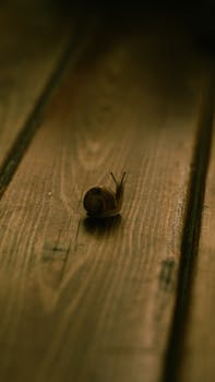 Detailed shot of a snail crawling on a wooden plank with a moody tone.