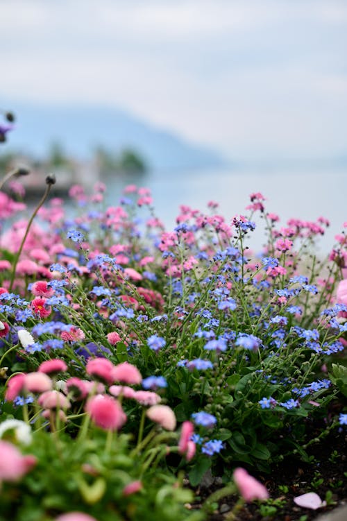 Foto stok gratis alam, bunga-bunga, keberlebihan