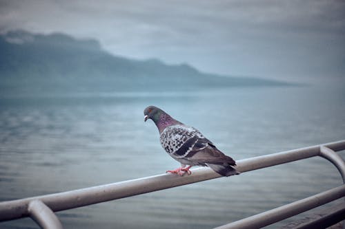 Pigeon Perching on Railing over Water