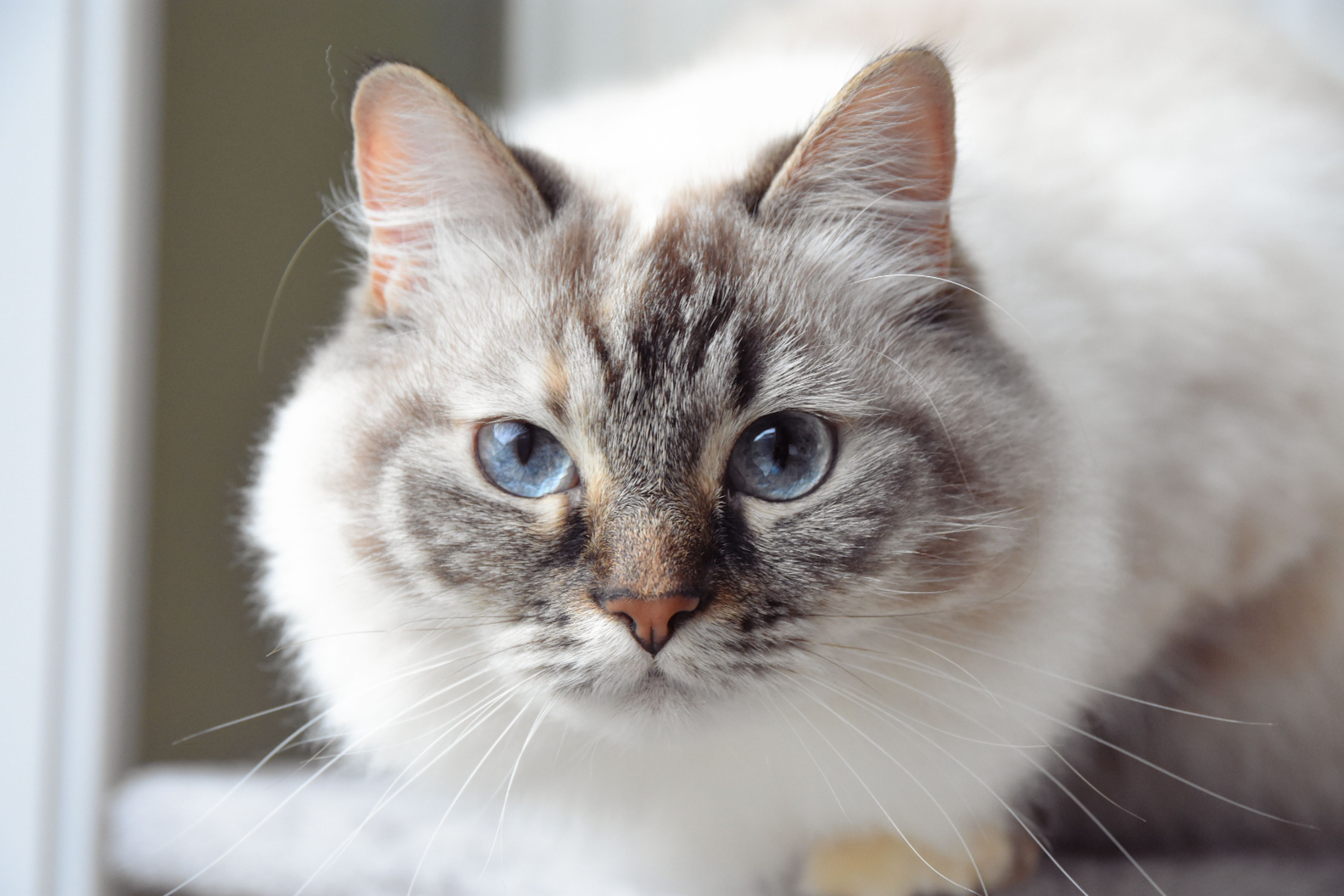 Close-up of a Domestic Cat with Light Fur and Blue Eyes · Free Stock Photo