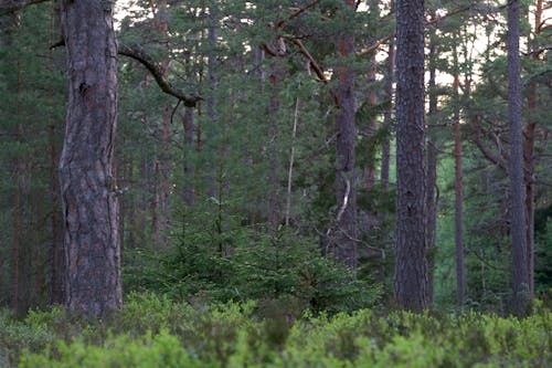 Young Pine Trees in a Coniferous Forest